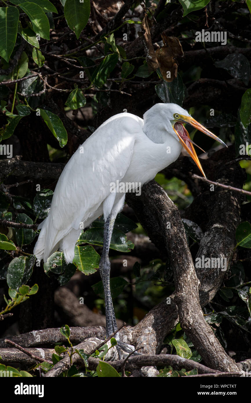 Große Egrett mit einer Haltung Stockfoto