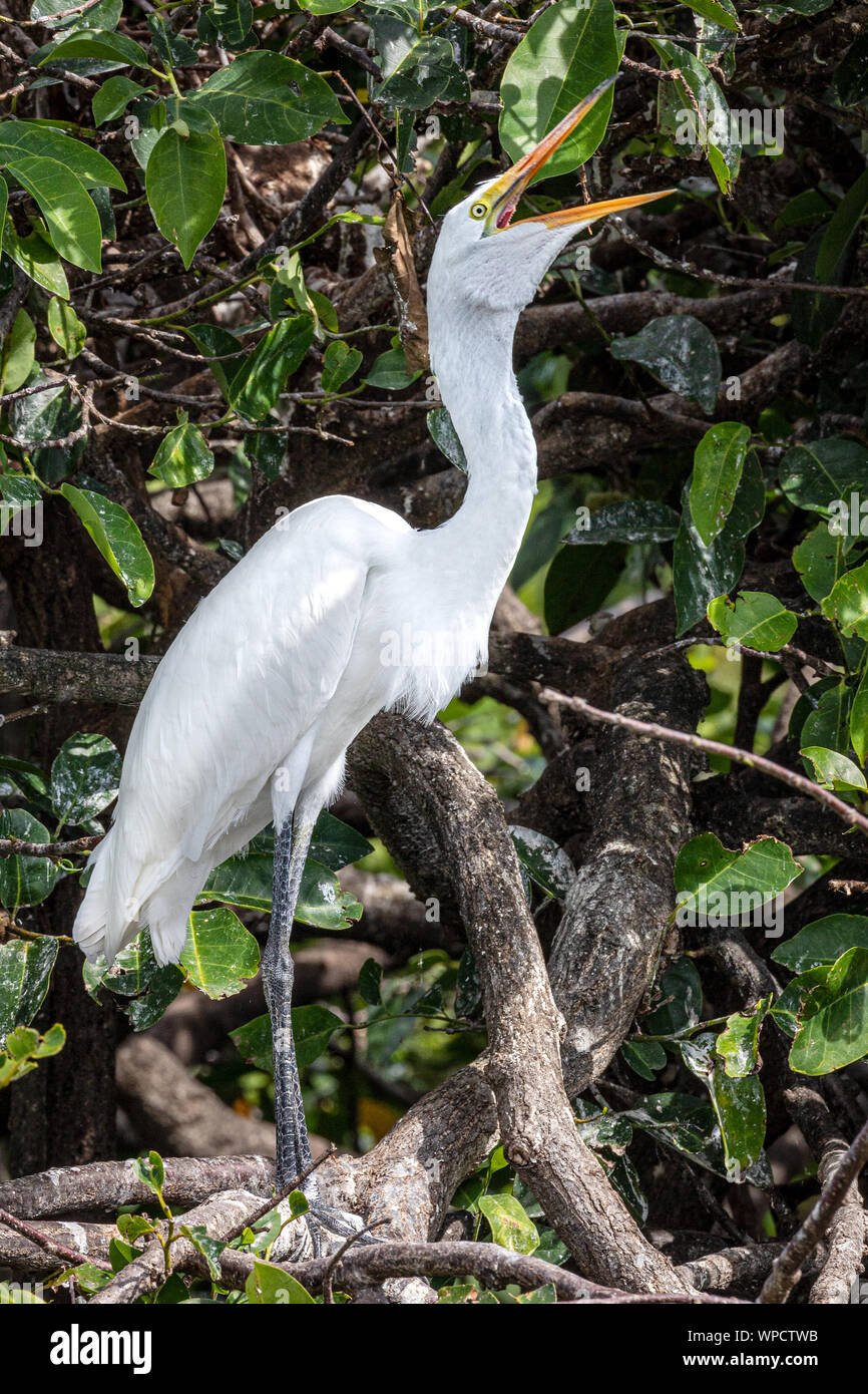 Große Egrett mit einer Haltung Stockfoto