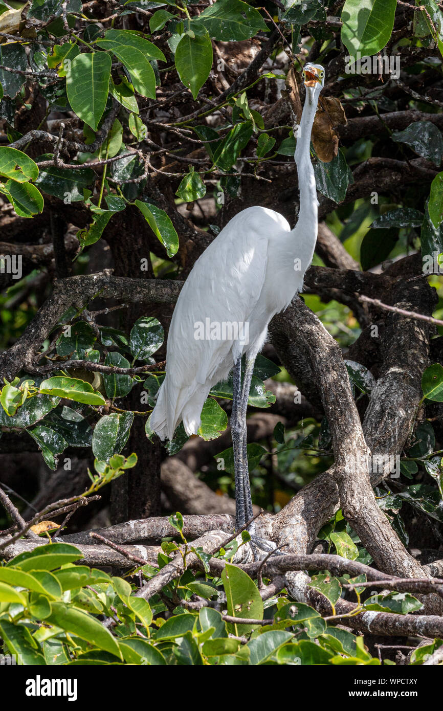 Große Egrett mit einer Haltung Stockfoto