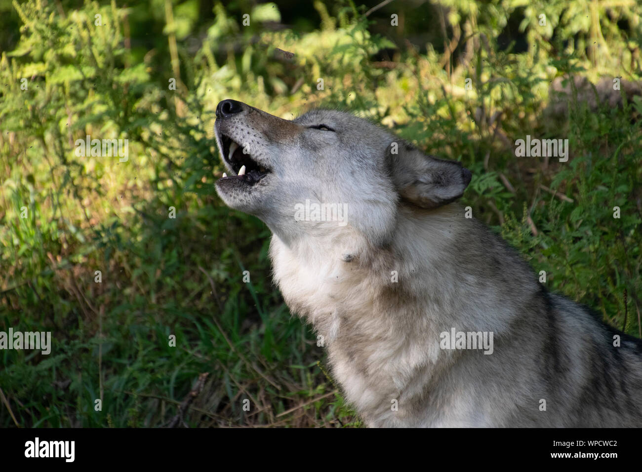 Ein Timber Wolf zu heulen. Stockfoto