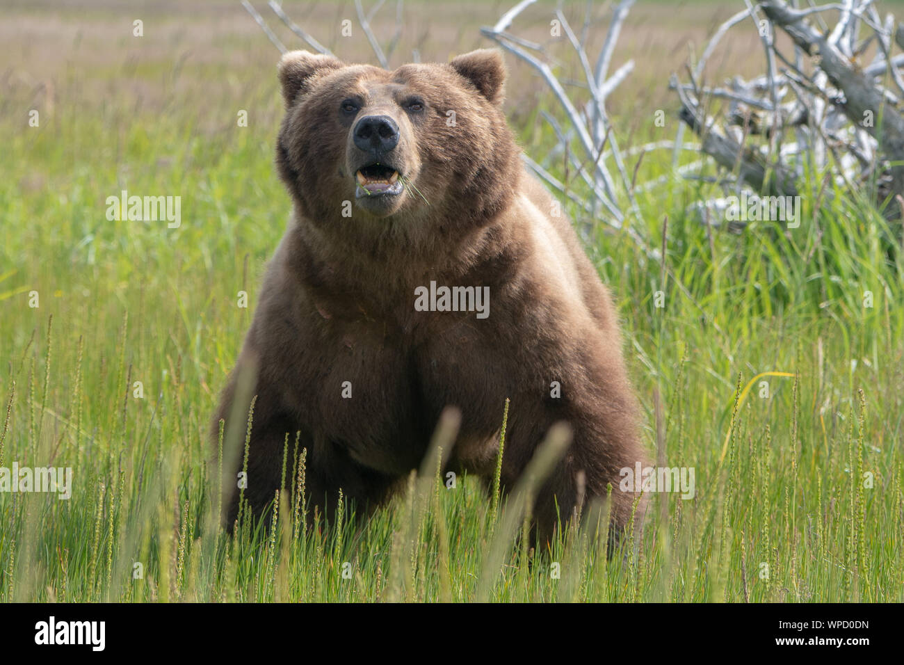 Männliche Küsten Braunbär (Ursus arctos) in einer Wiese in Lake Clark National Park, Alaska Stockfoto