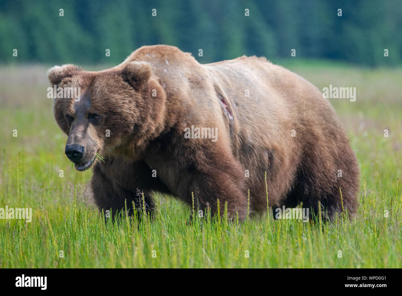 Männliche Küsten Braunbär (Ursus arctos) in einer Wiese in Lake Clark National Park, Alaska Stockfoto