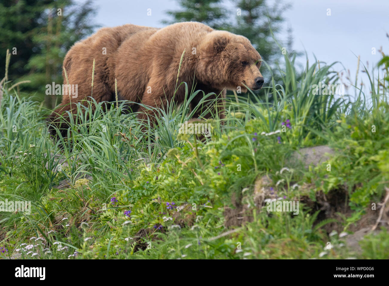 Männliche Küsten Braunbär (Ursus arctos) in einer Wiese in Lake Clark National Park, Alaska Stockfoto