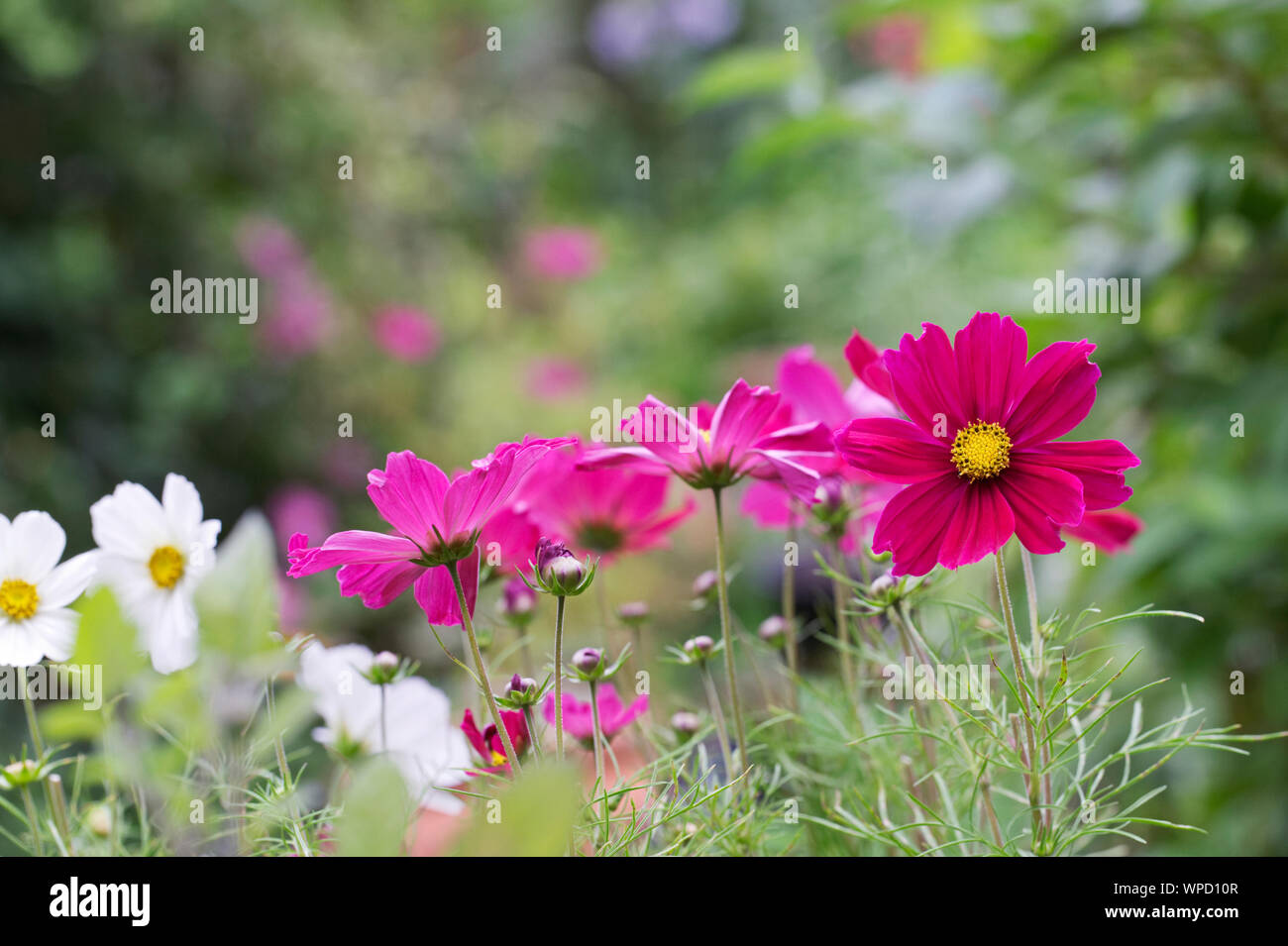 Schmuckkörbchen Sonata Serie im Garten Stockfoto
