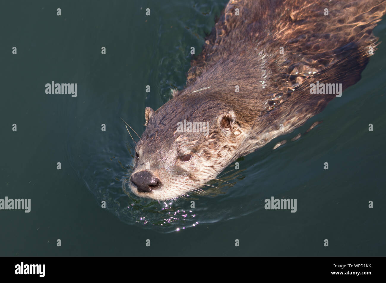 North American River Otter schwimmen Stockfoto