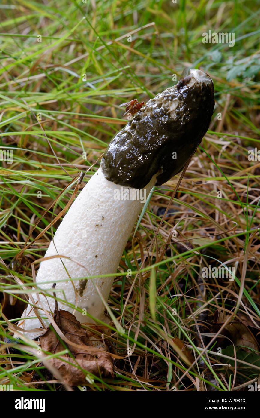 Exemplar des Gemeinen Stinkmorchels - Phallus impudicus in Gras wachsen Stockfoto