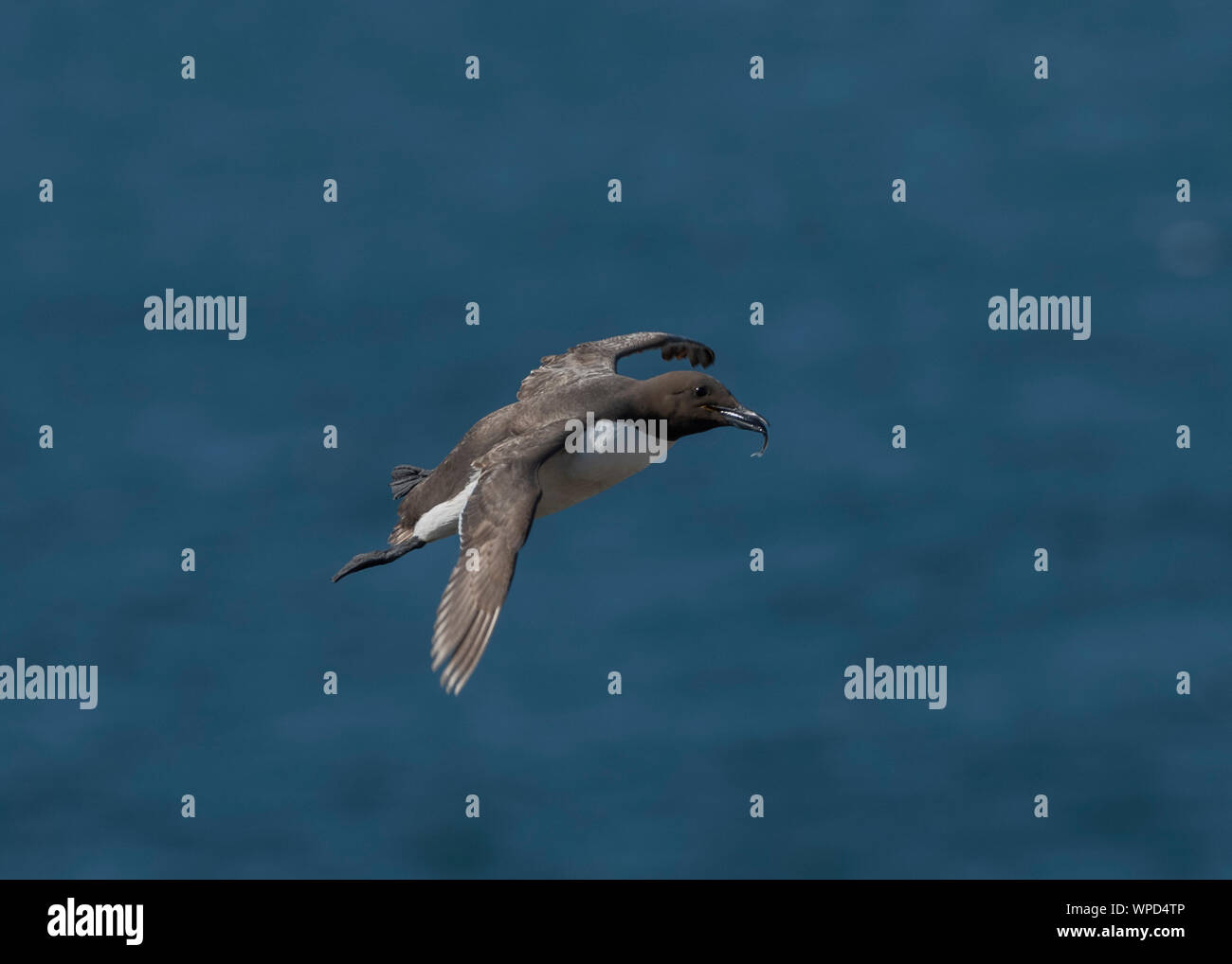 Trottellumme (Uria aalge), tolle Saltee, Kilmore Quay, County Wexford, Irland Stockfoto