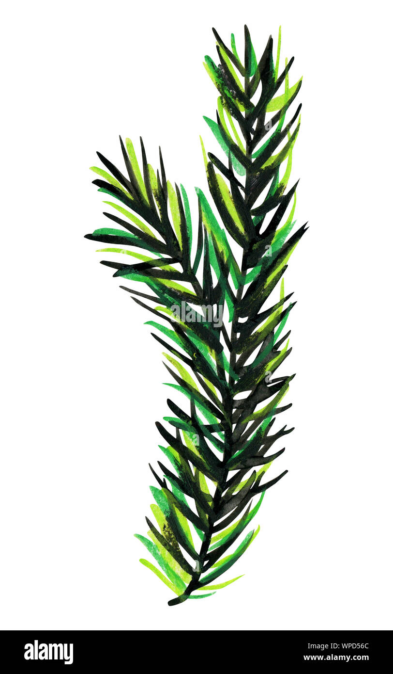 Flauschige grüne Zweig der Kiefer oder Fichte. Design Element für Weihnachten. Auf weissem Hintergrund. Helle grafische Darstellung. Stockfoto