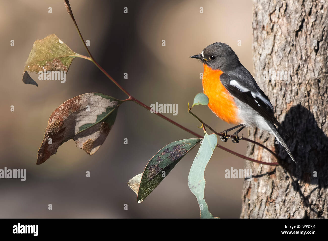 Männliche Flamme Robin (Petroica phoenicea), Woodlands Historic Park, Greenvale, Australien Stockfoto