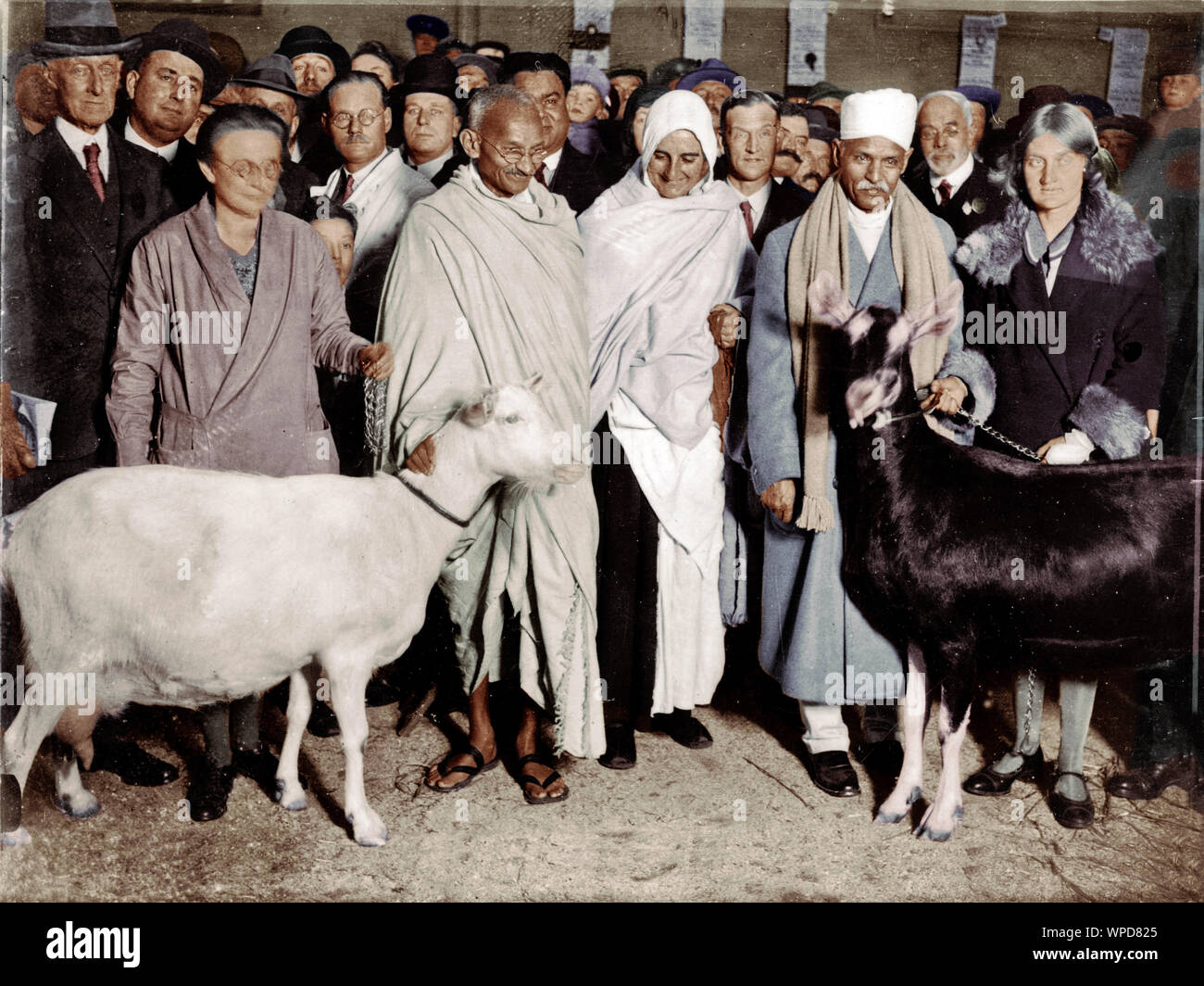 Mahatma Gandhi, Mirabehn und andere an der Royal Agricultural Hall, London, England, 23. Oktober 1931 Stockfoto