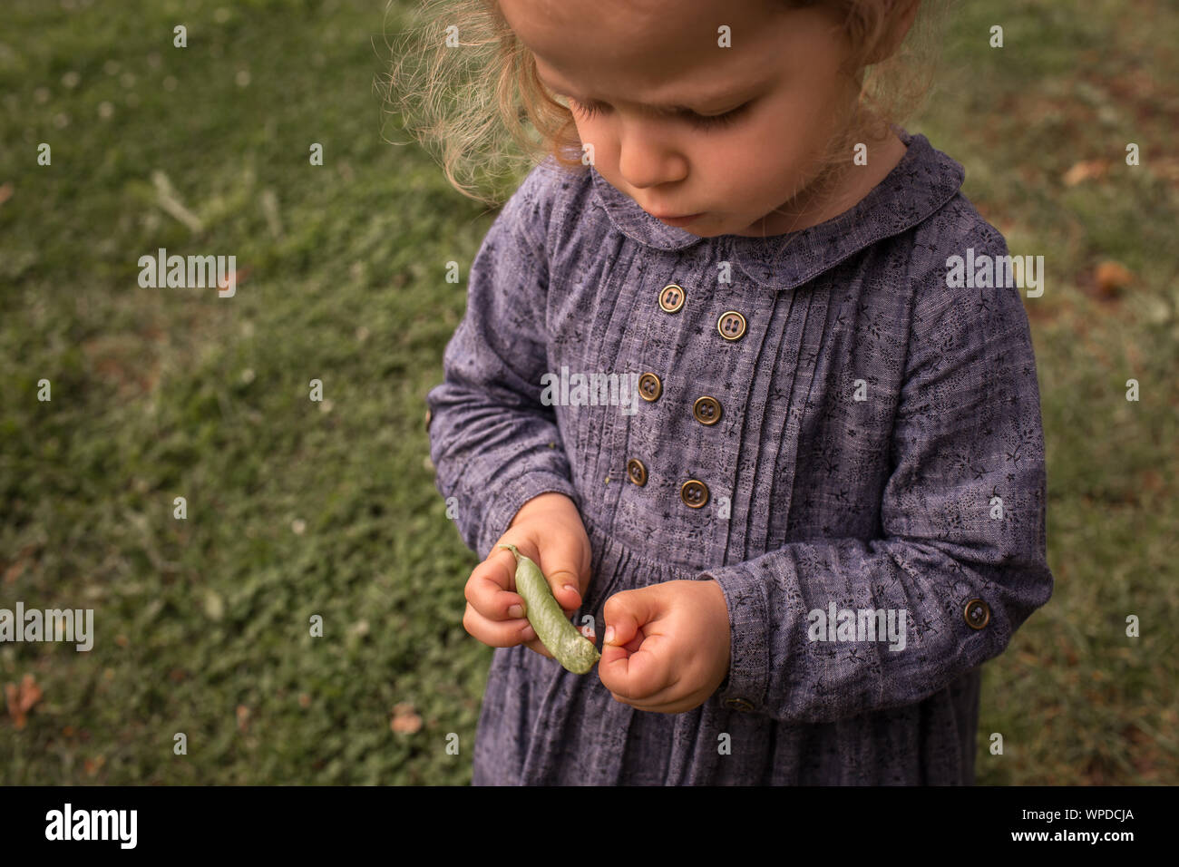 Kleine, entzückende Kind Mädchen öffnung Erbsen aus bio bio Landschaft Bauernhof Garten Stockfoto