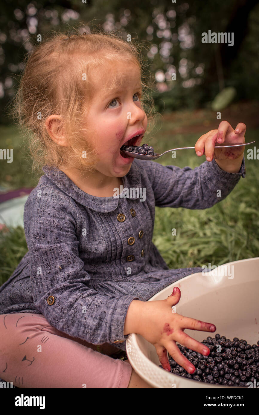 Kleine, süße Mädchen essen Bio, frische, leckere Heidelbeeren direkt aus der Schüssel, mit Händen und Gesicht verschmiert Stockfoto