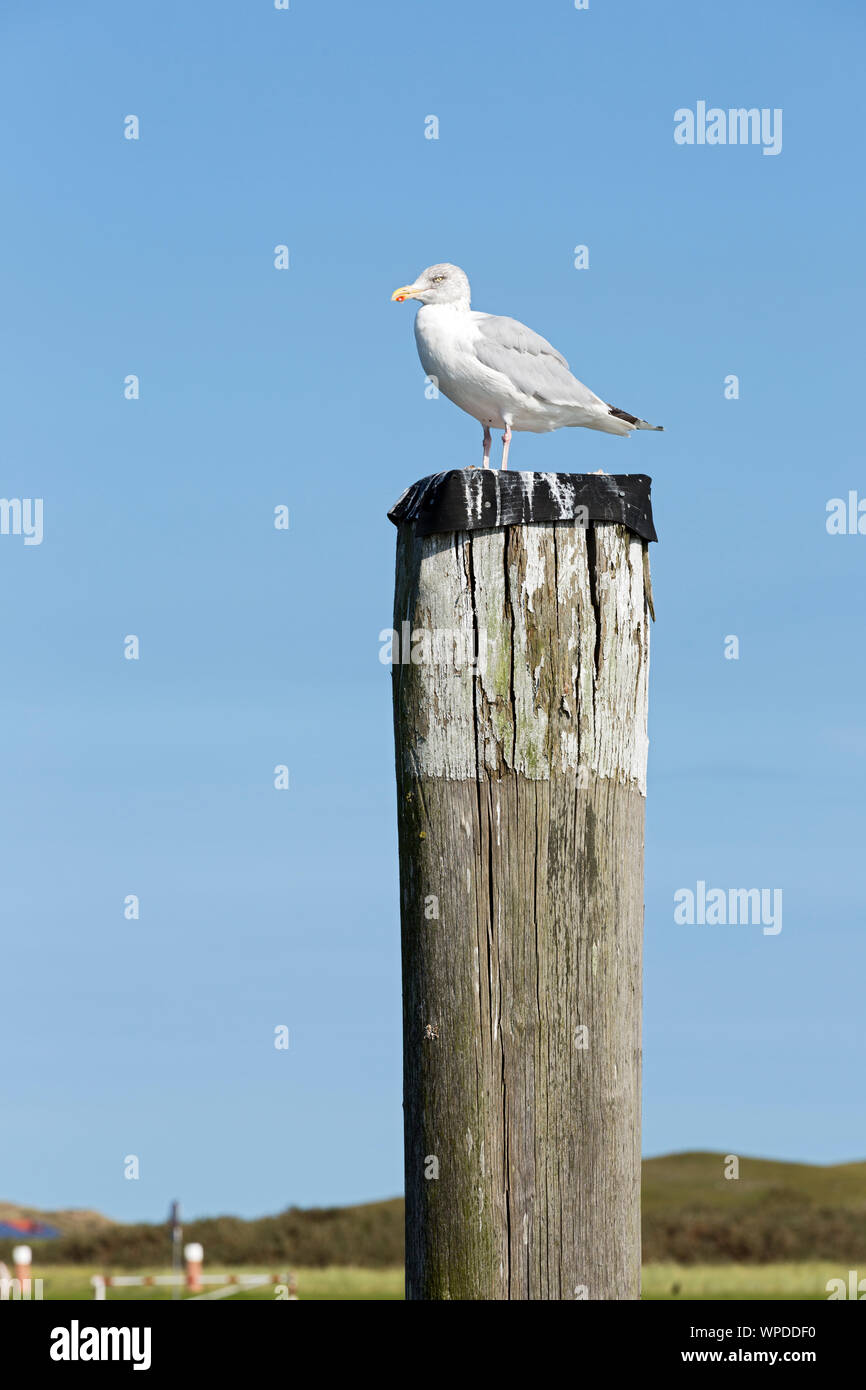 Norderney, Hafen, Dalben, Moewe Stockfoto