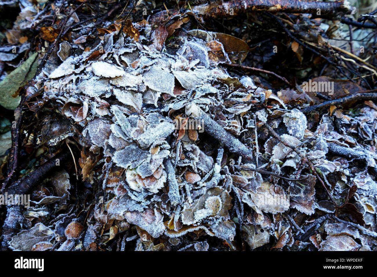 Frostige Eiskristalle auf einem Haufen Laub auf dem Waldboden. Stockfoto