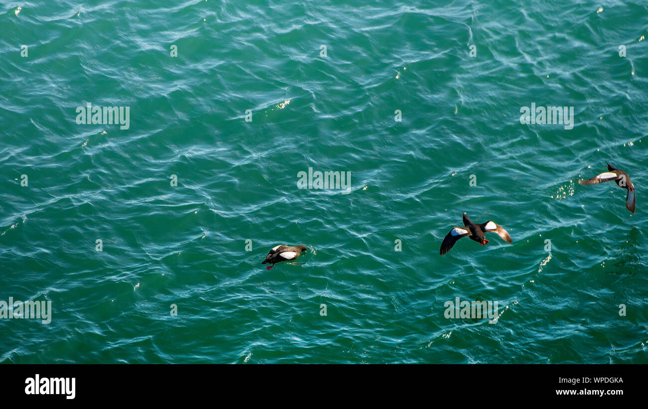 Gruppe der Gemeinsamen Trottellummen fliegen direkt über dem Meer. Bray, Co Wicklow, Irland. Stockfoto