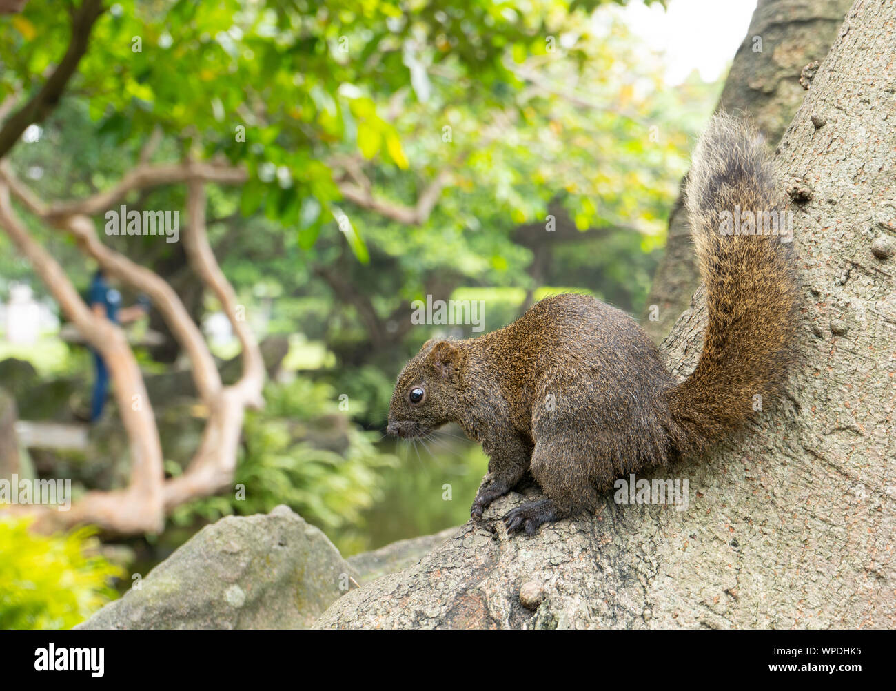 Nahaufnahme des taiwanesischen Eichhörnchen sitzt auf Baumstamm mit verschwommenen Bäume im Hintergrund. Im Park in Taipei, Taiwan Stockfoto