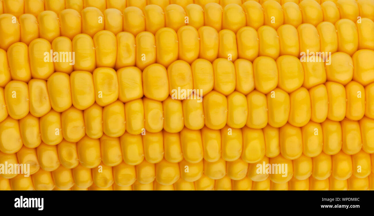 Mais Saatgut Textur, Makro, Nahaufnahme der Raw-gelben Maiskörner Hintergrund Stockfoto