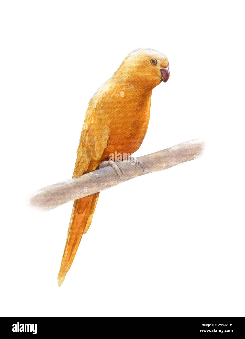 Aquarell von Yellow Bird, auf weißem Hintergrund Stockfoto
