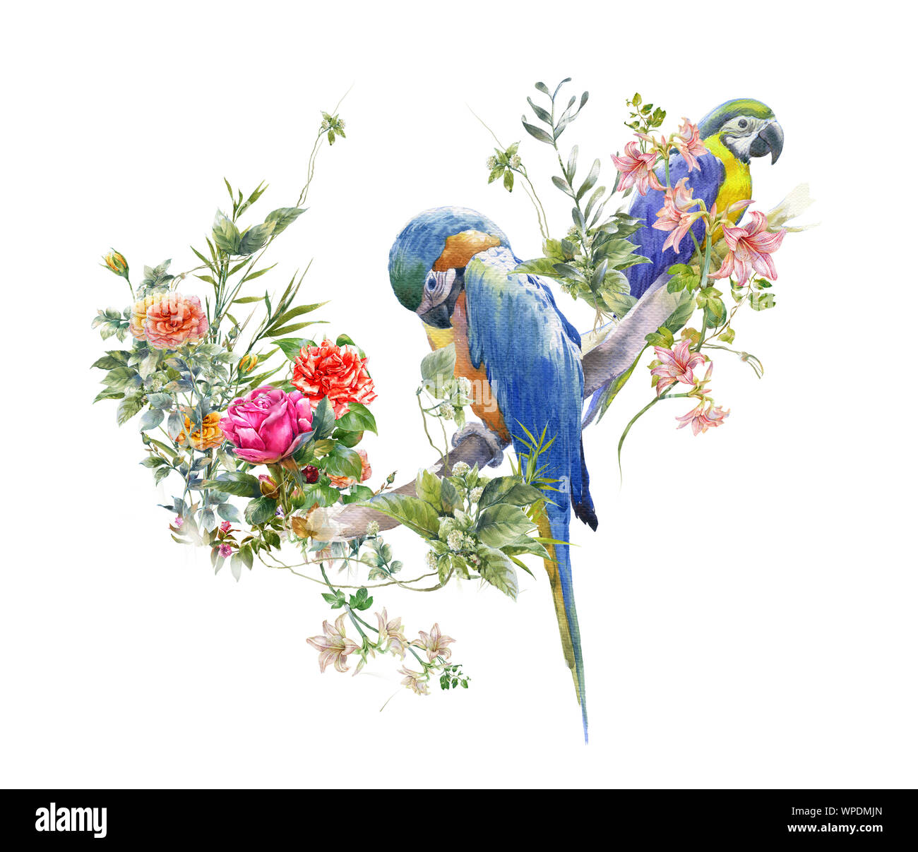 Aquarell Malerei mit Vogel- und Blumen, auf weißem Hintergrund Stockfoto