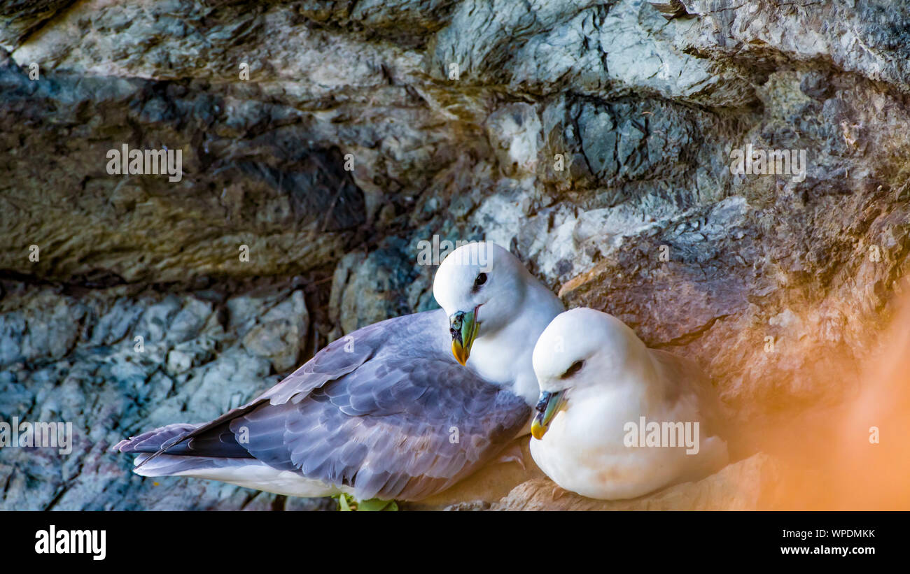 Paar Eissturmvögel (Fulmarus glacialis), die gemütlich in ihrem Nest zwischen Felsen im Wind schattigen Ort an exponierten Klippen. Bray, Co Wicklow, Irelan Stockfoto