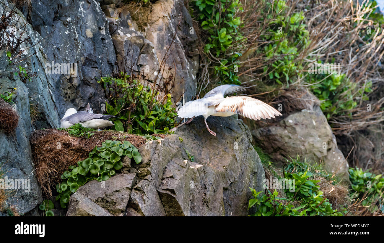 Paar Eissturmvögel (Fulmarus glacialis) sitzen auf ihrem Nest zwischen Felsen im Wind schattigen Ort an exponierten Klippen und Flucht. Bray Head Stockfoto