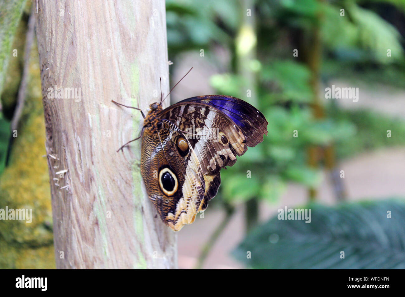 Morpho Peleides Schmetterling Stockfoto