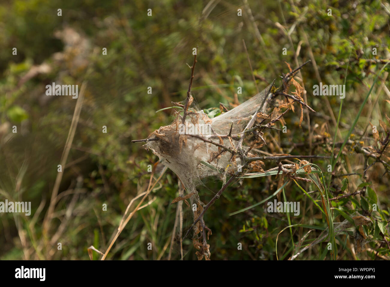 Lackely Nachtfalter Raupen einen silken Zelt von Raubtieren und Schutz innen zu schützen, Malacosoma Eulengattung, blackthorn Stockfoto