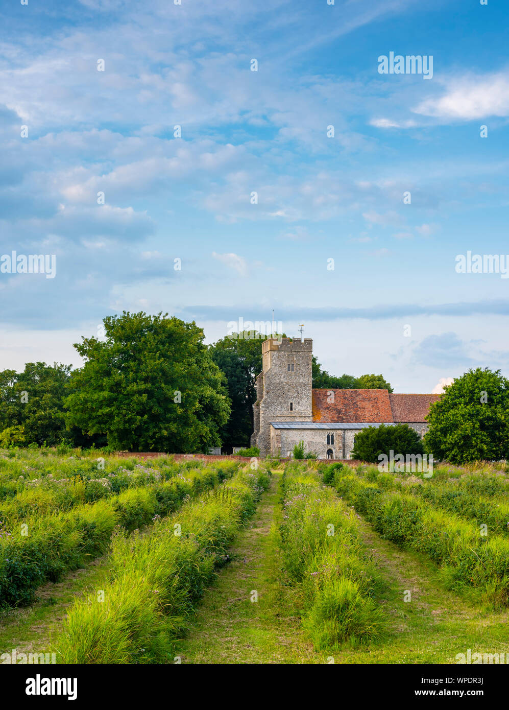 St. Andrews Kirche hinter den Zeilen von Cassis im Wickhambreaux; ein kleines Dorf in Kent. Stockfoto