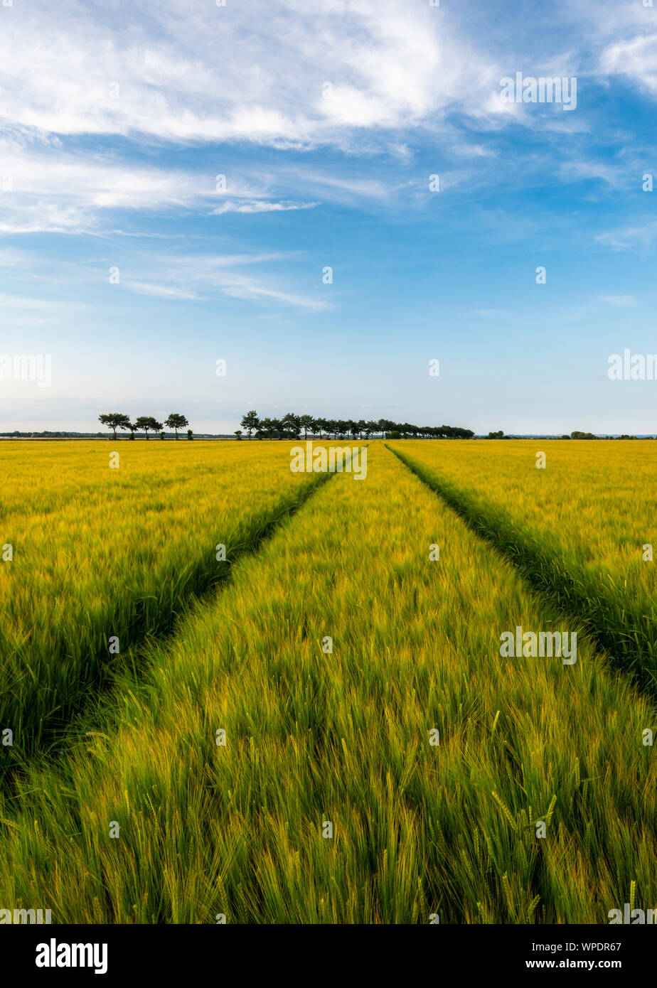 Felder von Gerste Erntegut auf Romney Marsh, Kent. Stockfoto