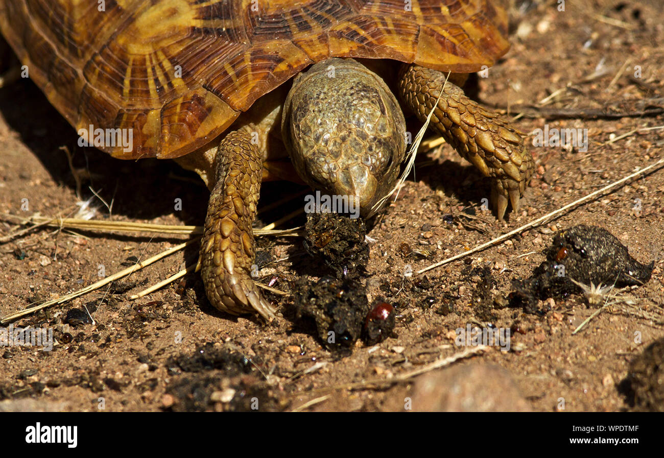 Schildkröte oft in copeophragy oder die Gewohnheit des Essens Mist frönen. Hier ein Pfannkuchen Schildkröte frisst die dung eines Civet Stockfoto