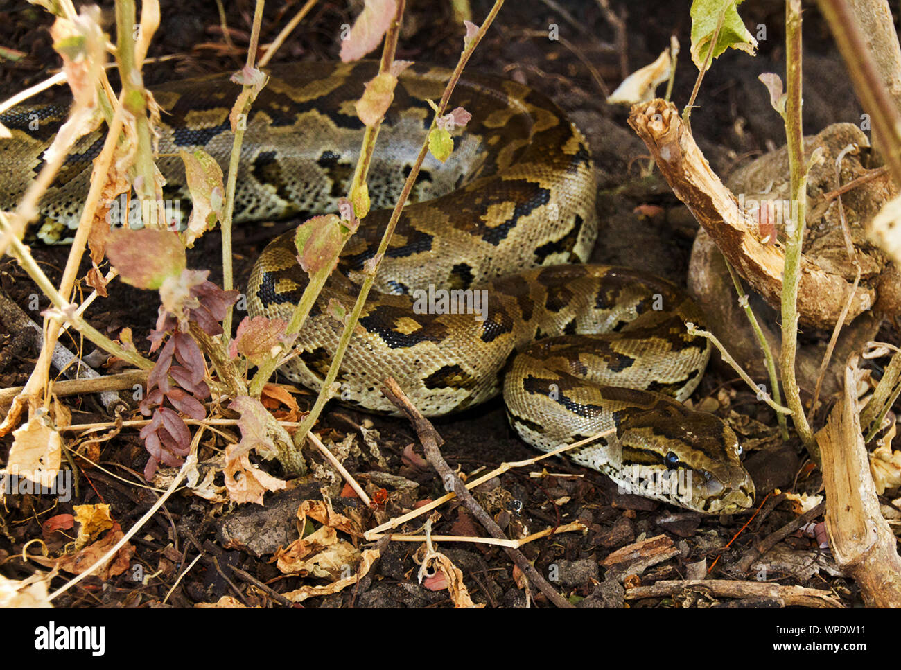Die eye-brow Markierungen sind oft die einzige Möglichkeit, eine südliche Afrocan Rock-Python von seiner zentralen afrikanischen Cousin zu identifizieren. Stockfoto