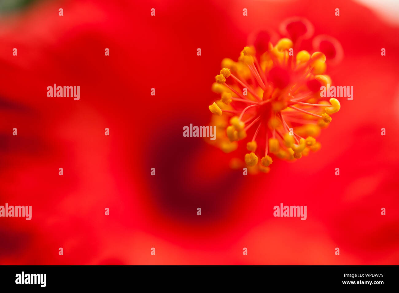 Stempel und Staubgefäße eines roten Hibiskus Blume Stockfoto
