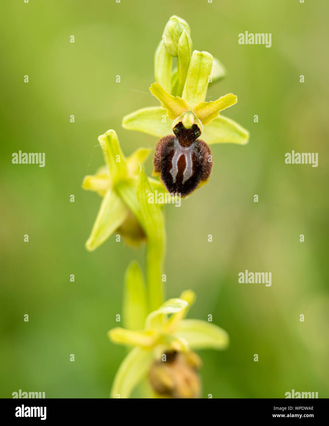 Frühe Spider Orchid (Ophrys sphegodes) queller fotografiert Country Park nr Dover Hoe. Stockfoto