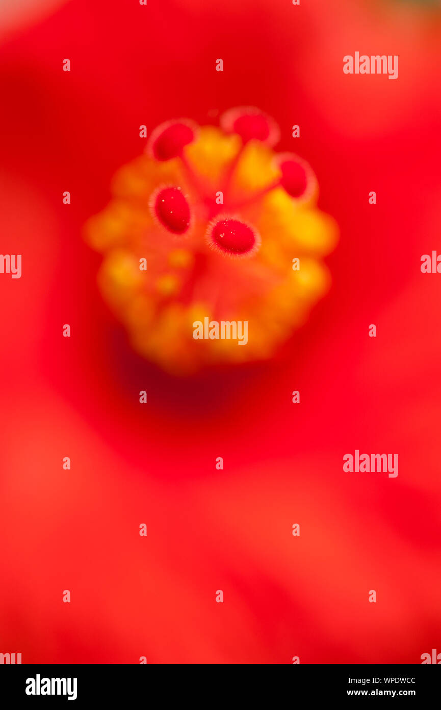 Stempel und Staubgefäße eines roten Hibiskus Blume Stockfoto