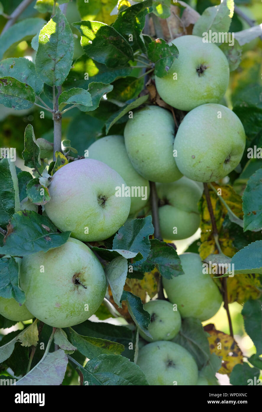 - Nahaufnahme Malus Domestica Borkh Äpfel, Apple Devonshire Buckland. Der Bagger Weiß, der Bagger weiße Lilie, Lilly Buckland, Lily Buckland, Haufen von Victoria, Stockfoto