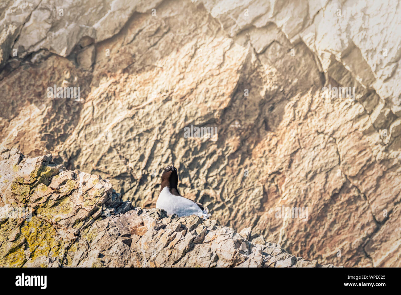 Tordalk (Alca torda) Sitzung am Rande der Klippe an der Küste wie eine Uhr Wächter auf der Suche nach seinem Nest. Bray, Co Wicklow, Irland. Stockfoto