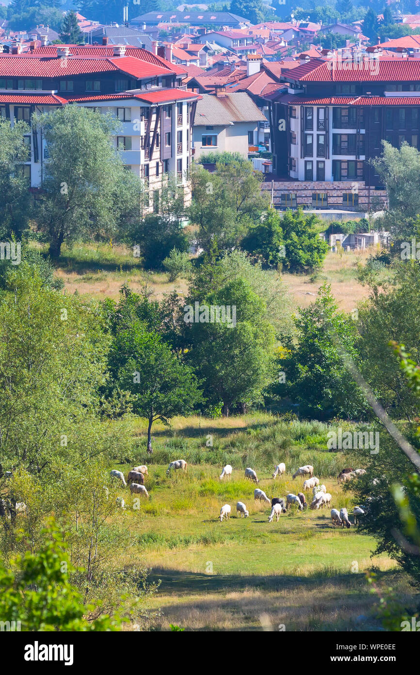 Sommer Stadt Panorama der bulgarischen All Seasons Resort Bansko, Bulgarien und Schafe Herde Stockfoto