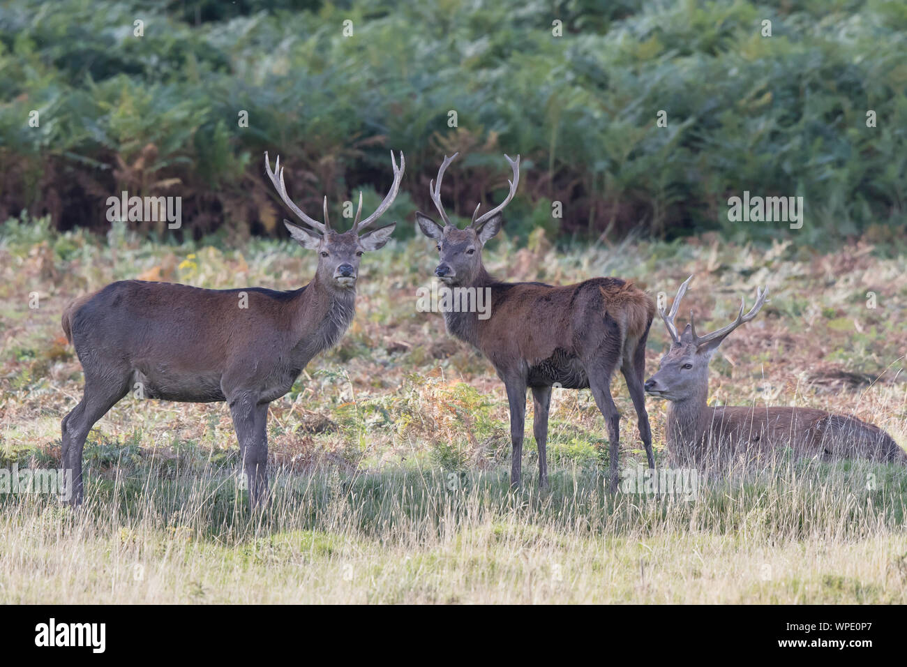 Rothirsch Hirsche (Cervus elaphus) zusammen in Waldlandschaft, Großbritannien. Stockfoto