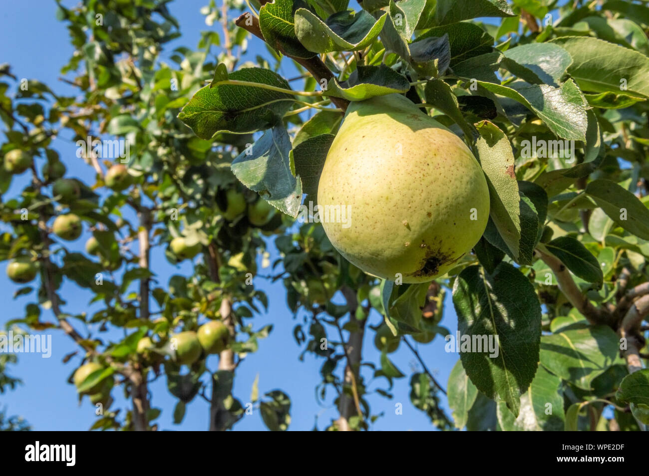 Organische Sorte birnen wachsen auf dem Baum im Garten reif. Organische Birnen in natürlicher Umgebung. Stockfoto