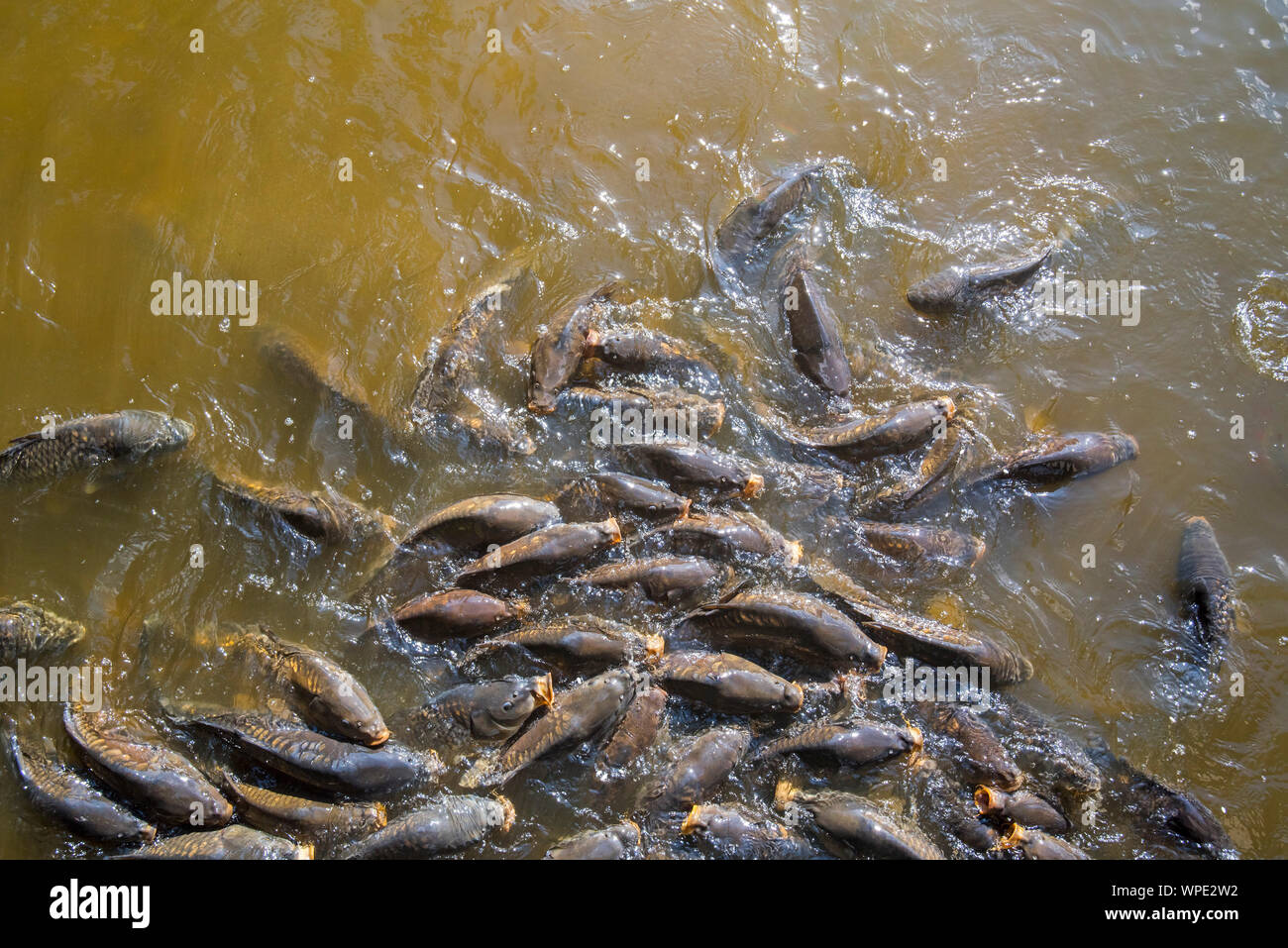 Unsere gemeinsamen fische Fotos und Bildmaterial in hoher Auflösung