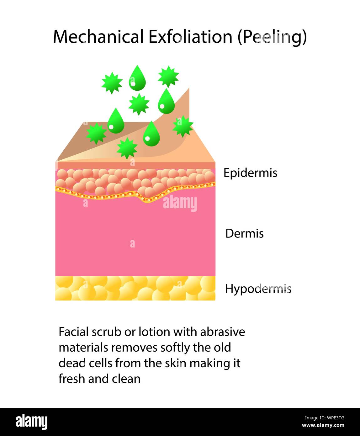 Mechanische Peeling oder Peeling, Vektor, Abbildung auf hellen Hintergrund Stock Vektor