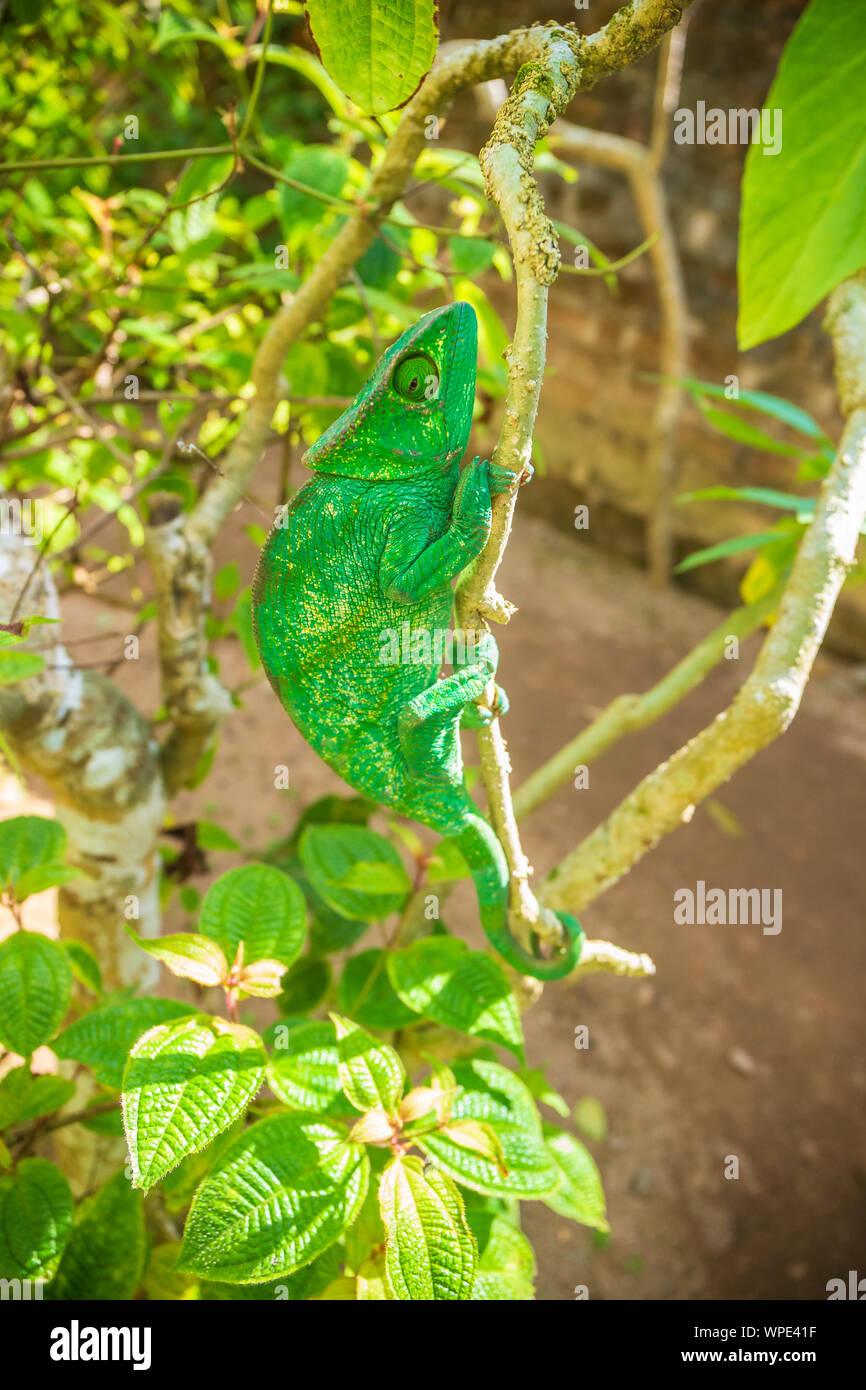 Endemische Green Panther chameleon, Madagaskar Stockfoto