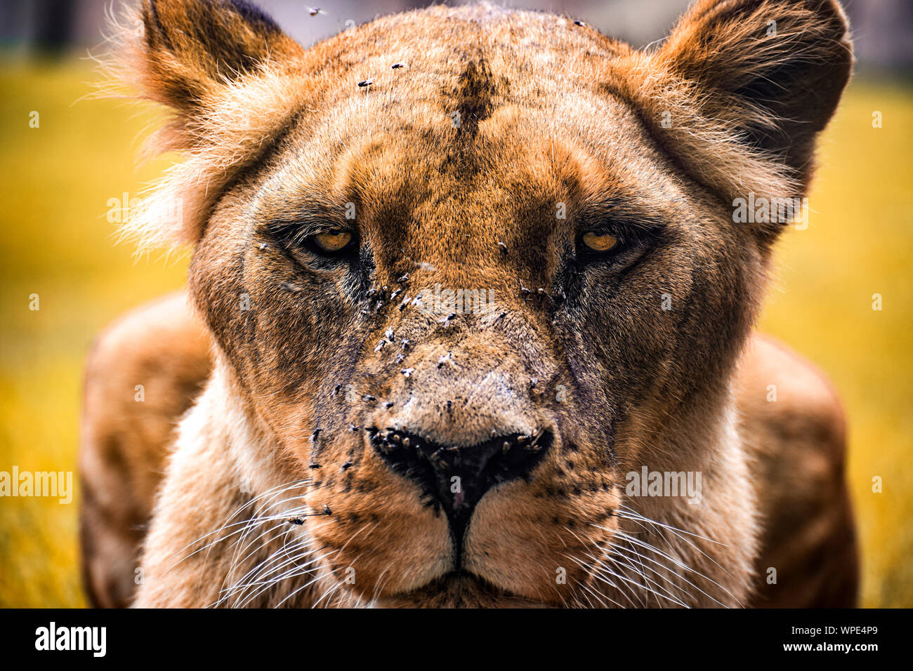 Close up löwin Gesicht anstarren, Kamera beängstigend, wachsam, einschüchternd. Gelb goldenen Augen liones im Gras. Wilde Löwen in Afrika, 2019. Stockfoto