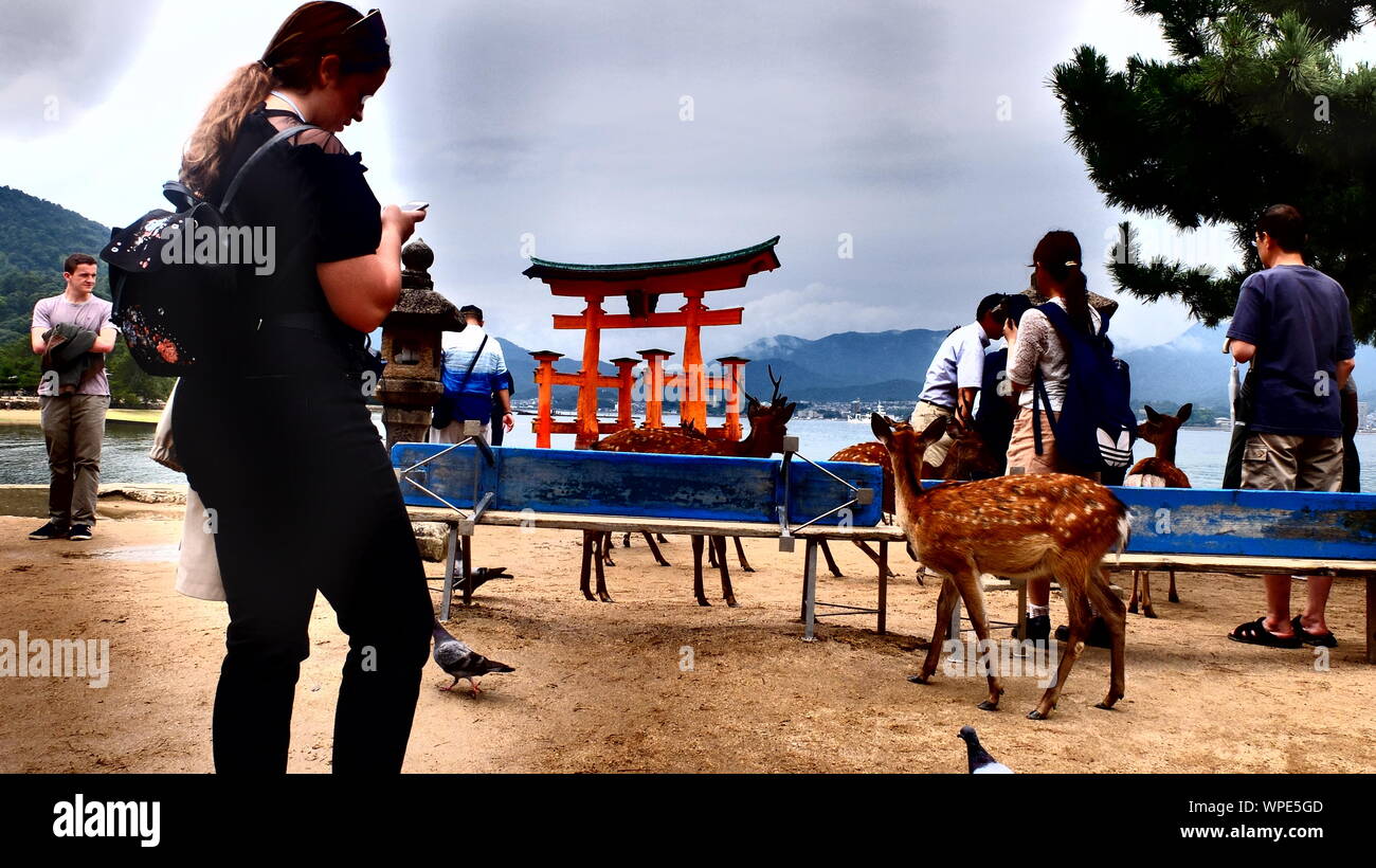 Rotwild in Miyajima Stockfoto