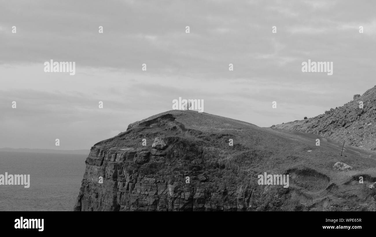 Einsame Schafe auf einer Klippe in Skye Stockfoto