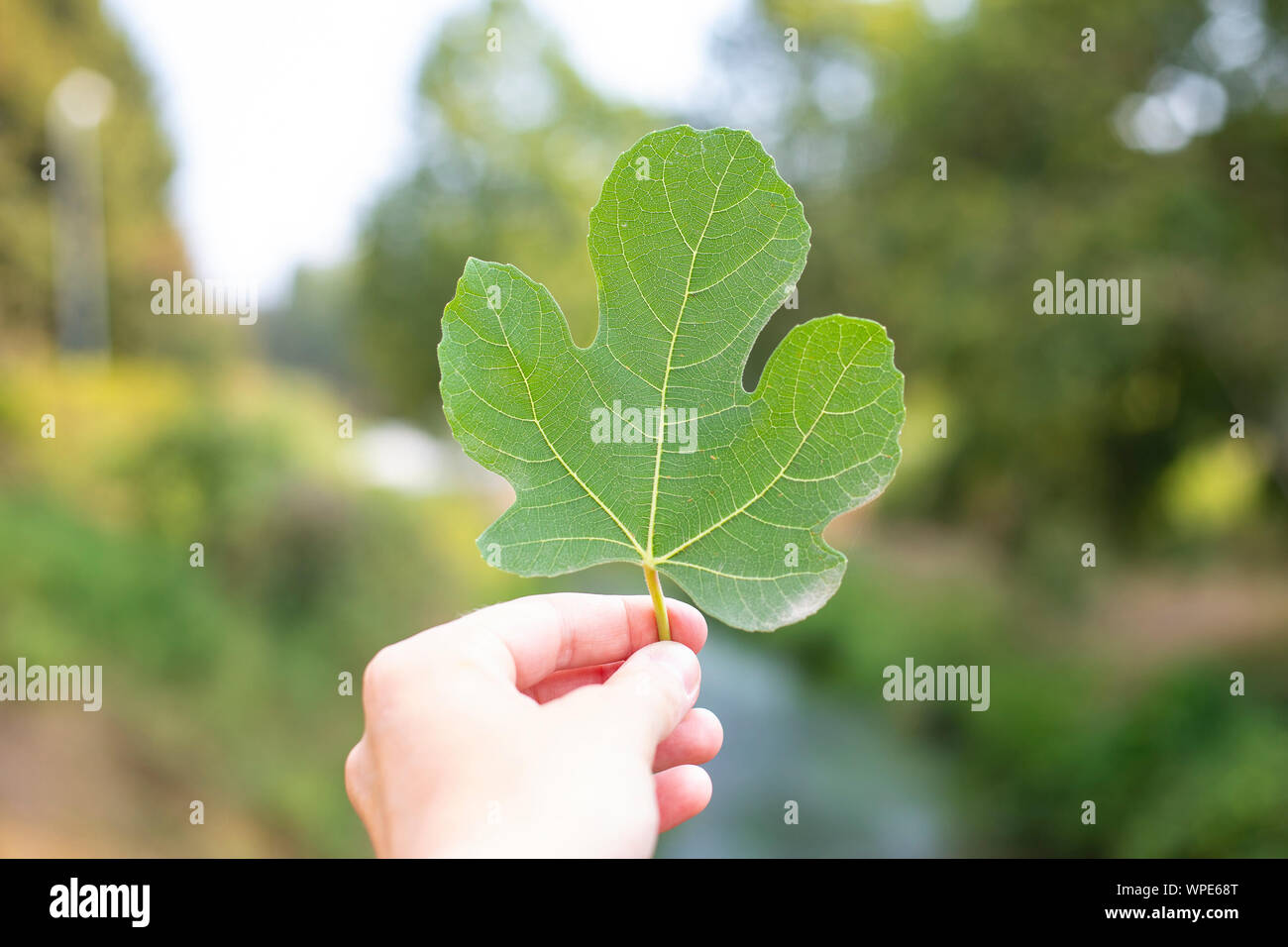 Hand mit einem Blatt von Feigenbaum (Ficus Carica) in der im Hintergrund Stockfoto