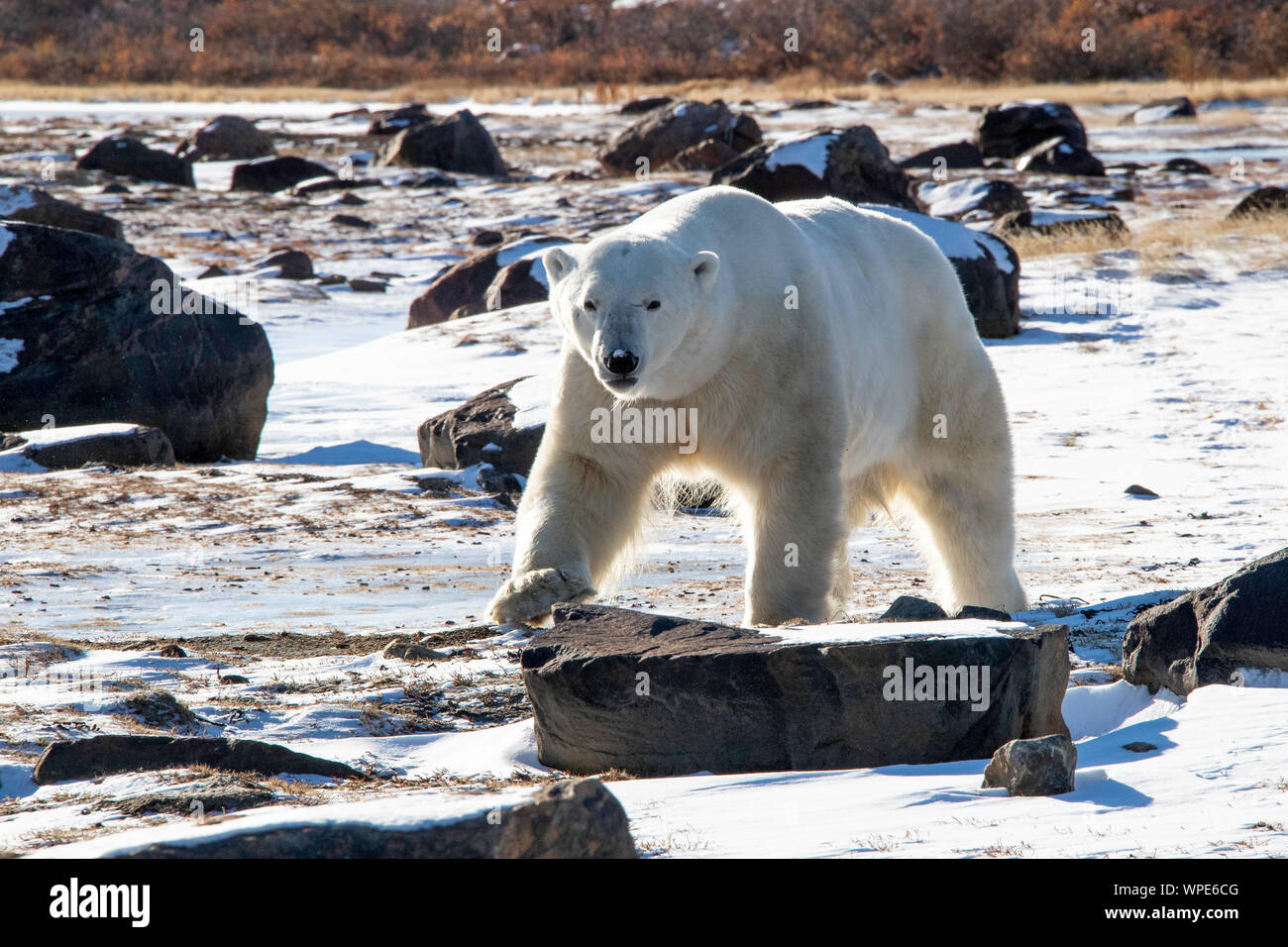 Polar bear Spaziergänge auf dem Eis, Seal River Lodge, Churchill, Manitoba, Kanada Stockfoto