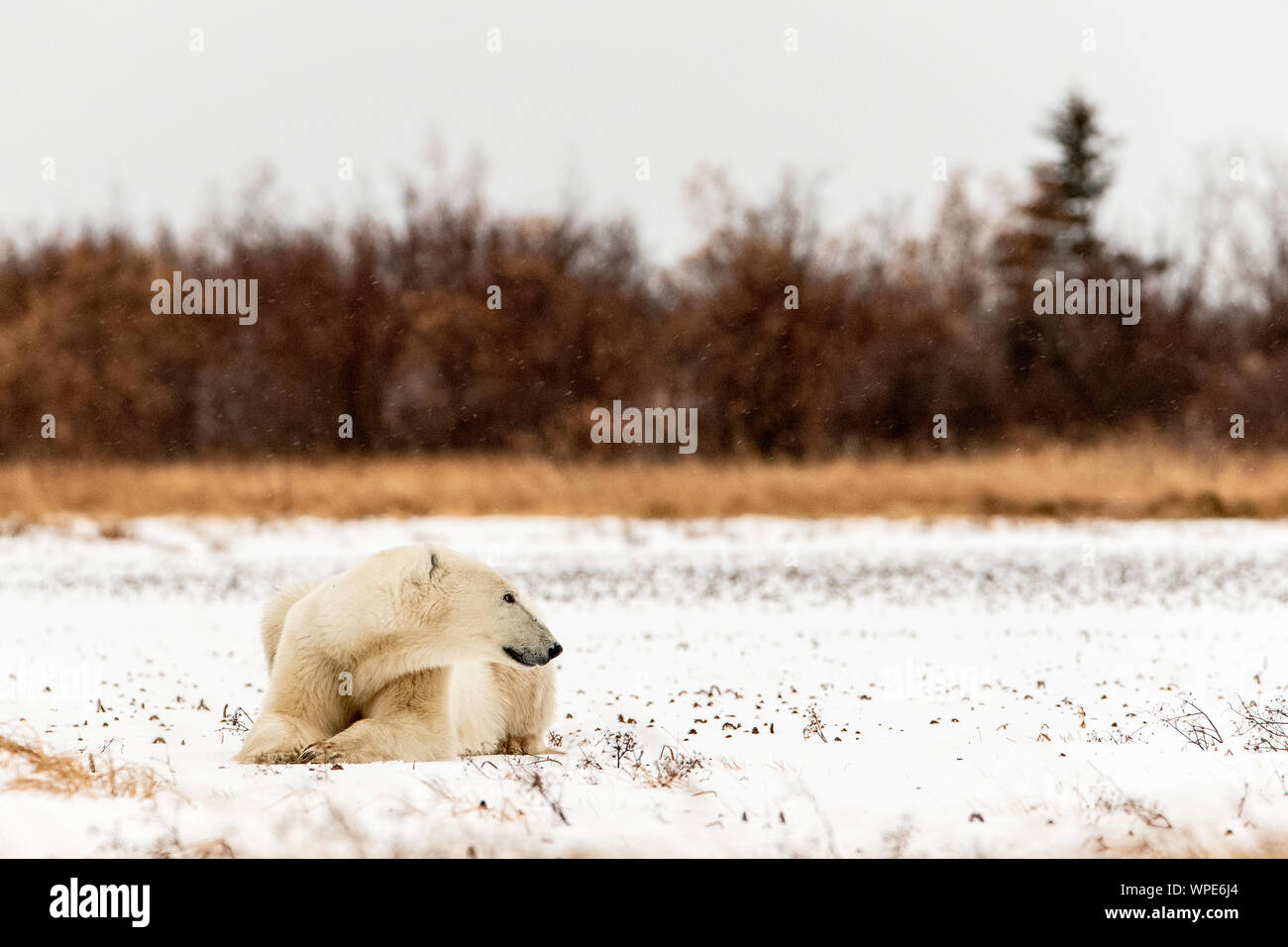 Polar Bear schläft auf dem Schnee, Nanuk Lodge, Churchill, Manitoba, Kanada Stockfoto