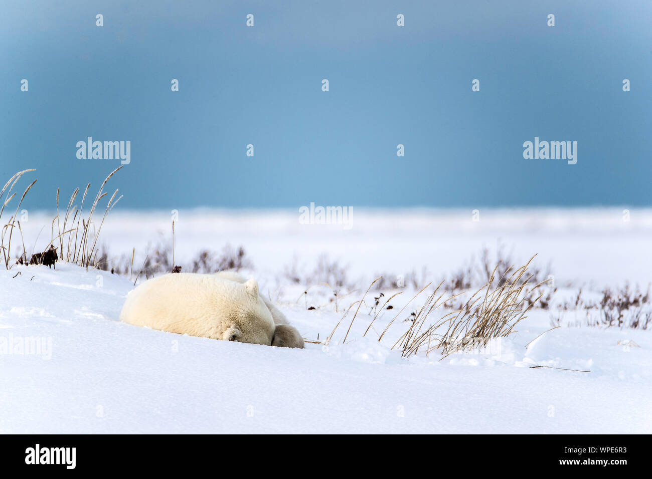 Eisbär ruht auf dem Schnee, Nanuk Lodge, westlich der Hudson Bay Churchill, Manitoba, Kanada Stockfoto