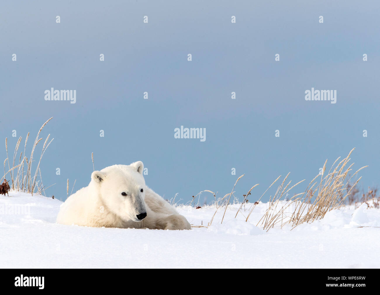 Eisbär ruht auf dem Schnee, Nanuk Lodge, westlich der Hudson Bay Churchill, Manitoba, Kanada Stockfoto